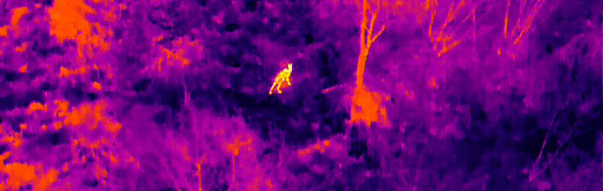 Ricerca animali dispersi