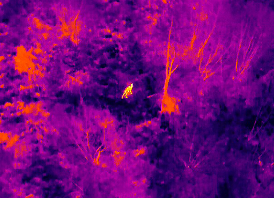 Ricerca animali dispersi